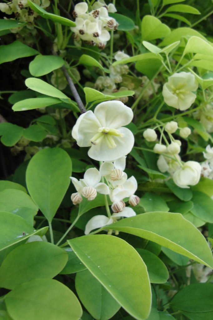 Akebia, vigne chocolat