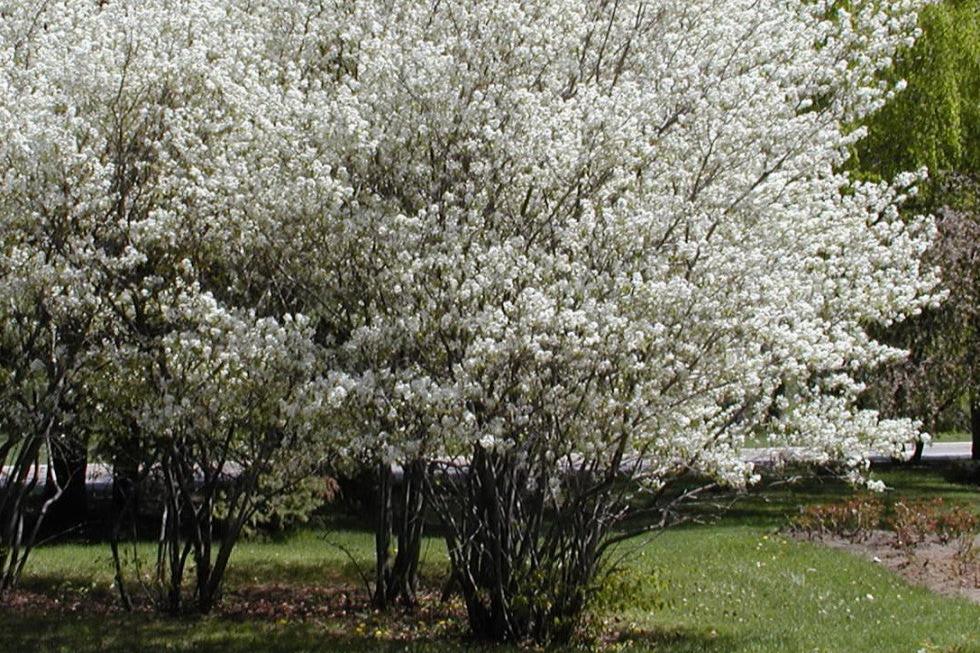 Amélanchier du Canada