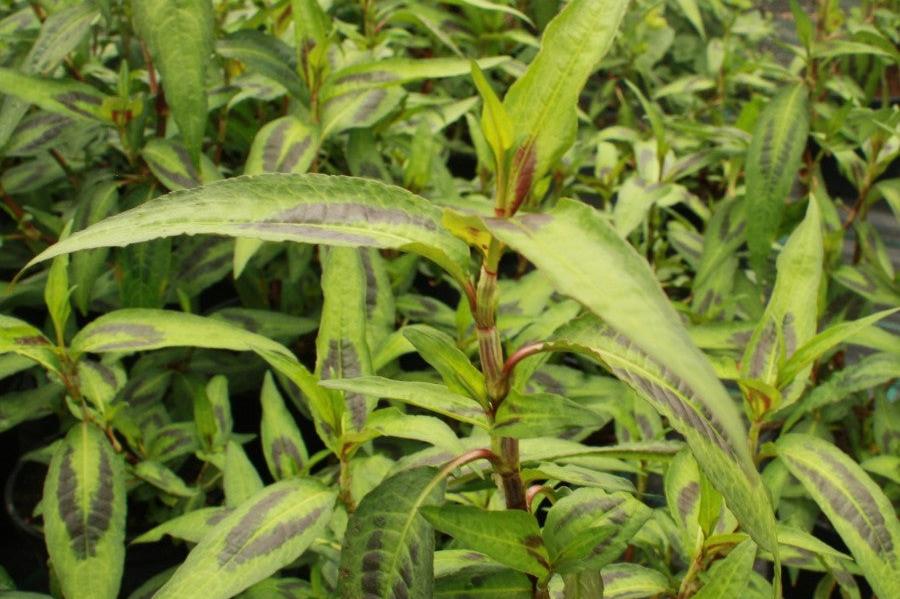 Coriandre vietnamienne