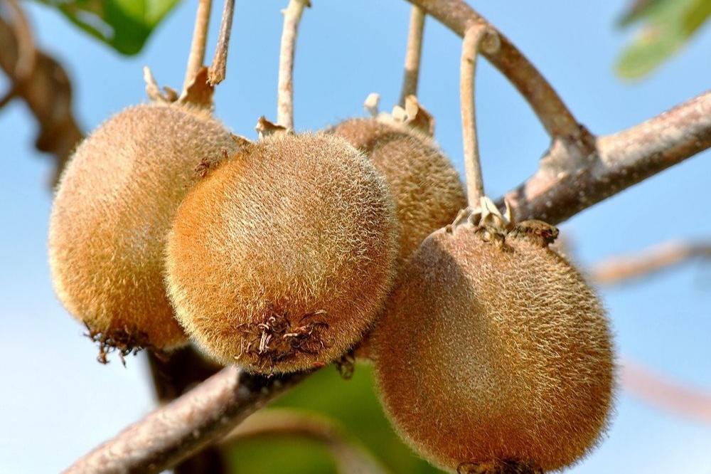 Kiwi autofertile "solo"