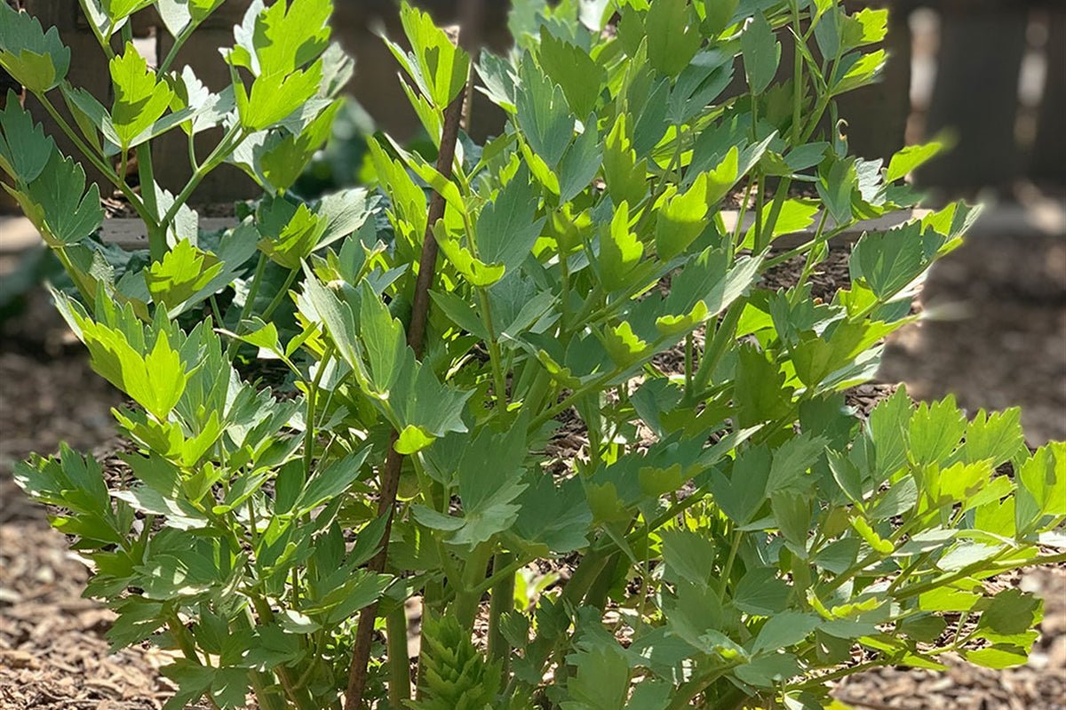 Céleri perpétuel, livèche, ache des montagnes