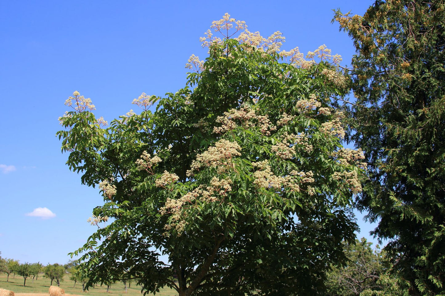 Arbre à miel, Tetradium Daniellii