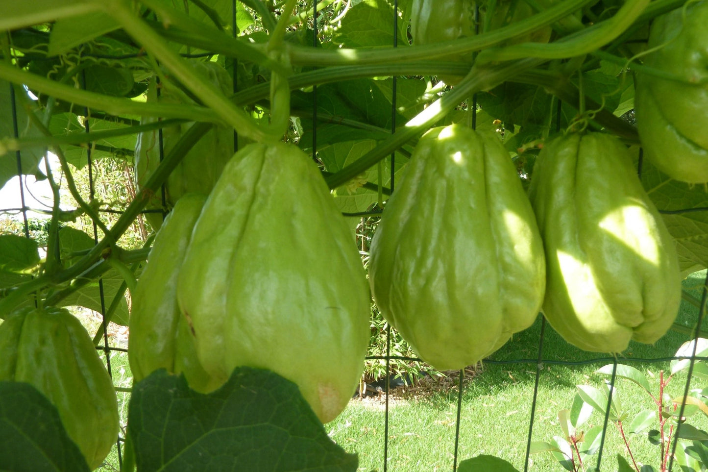 Chayotte, Christophine, Chouchou