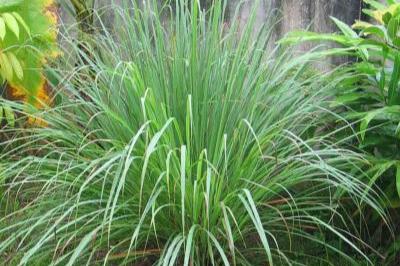 Citronnelle de Madagascar