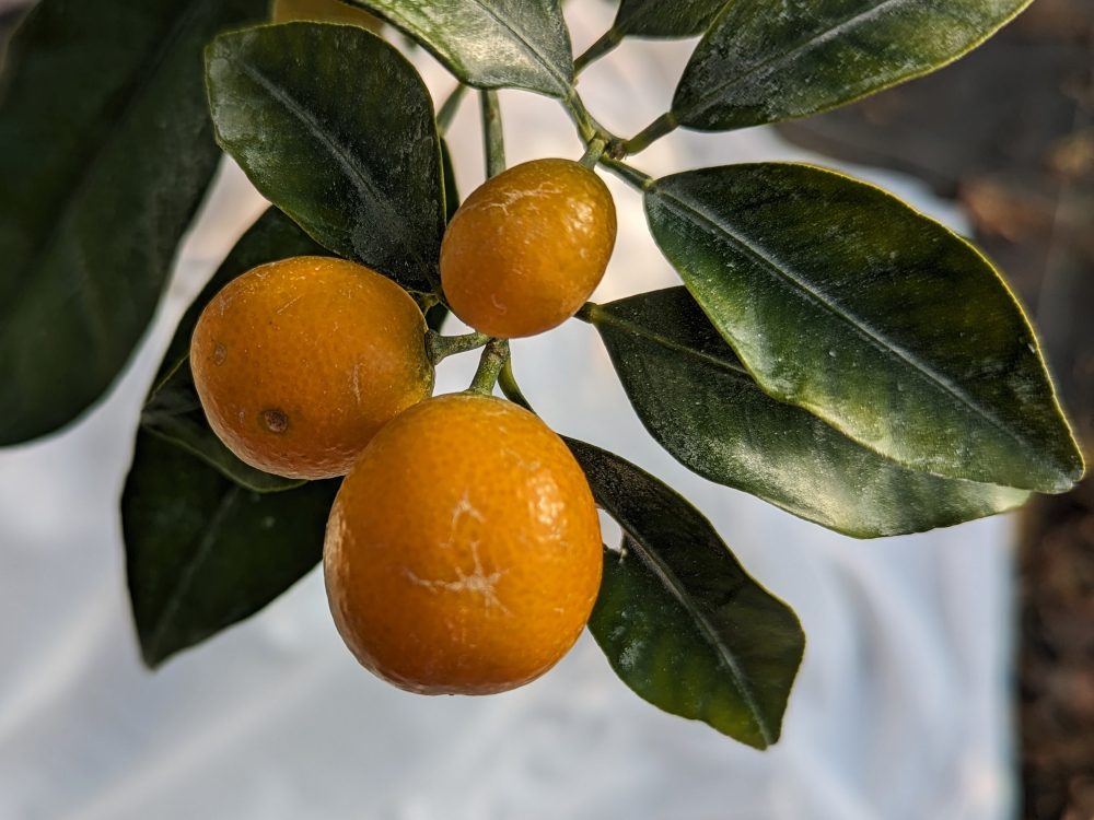 Citrus Fortunella meiwa