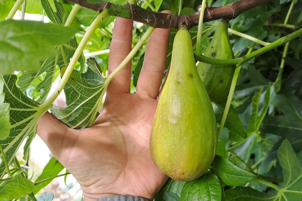 Figuier del Portogallo (ou long du Portugal)