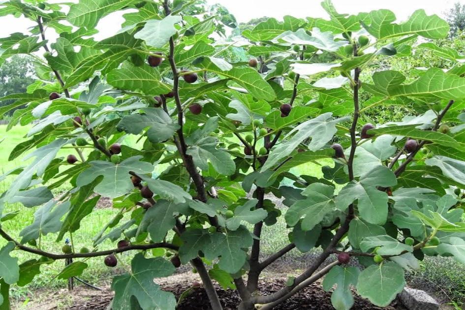 Figuier La Pastillère ou Ronde de Bordeaux