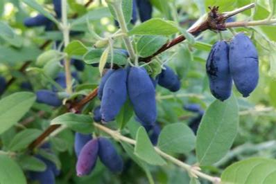 Baie de mai - chévrefeuille nain