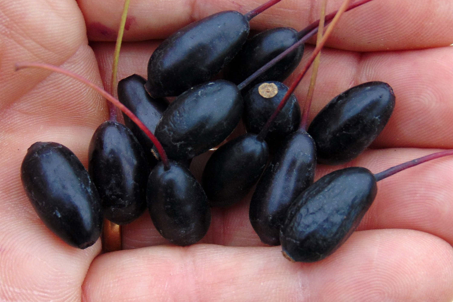 Fuchsia Reitzii royal