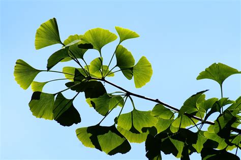 Ginkgo biloba, arbres aux 40 écus