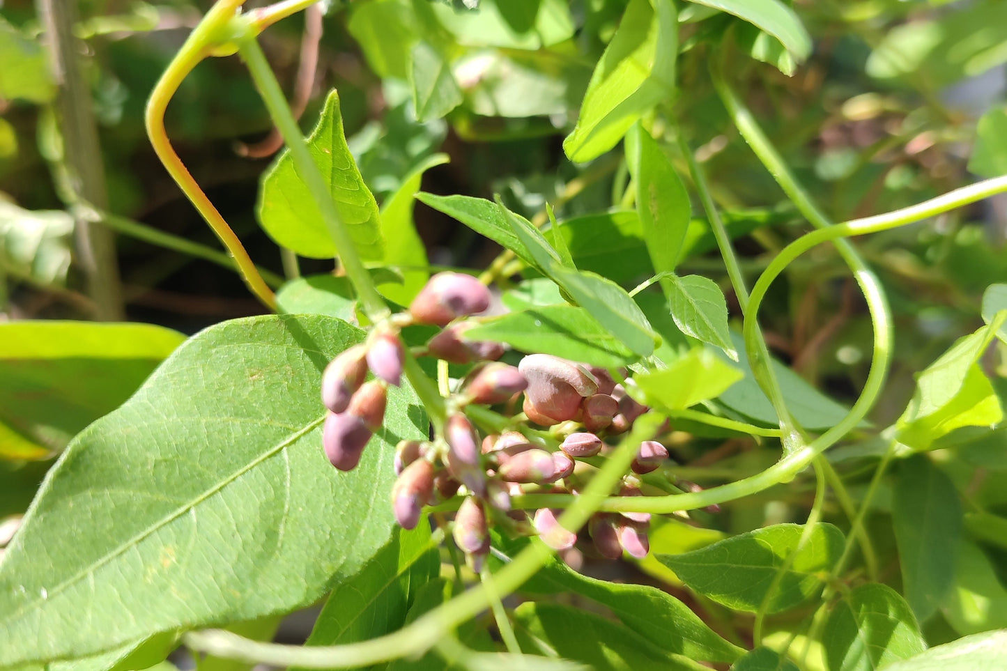 Glycine tubéreuse, haricot patate
