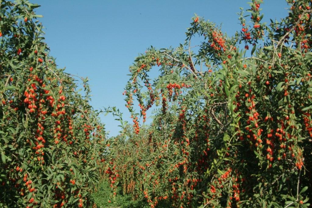 Baie de Goji