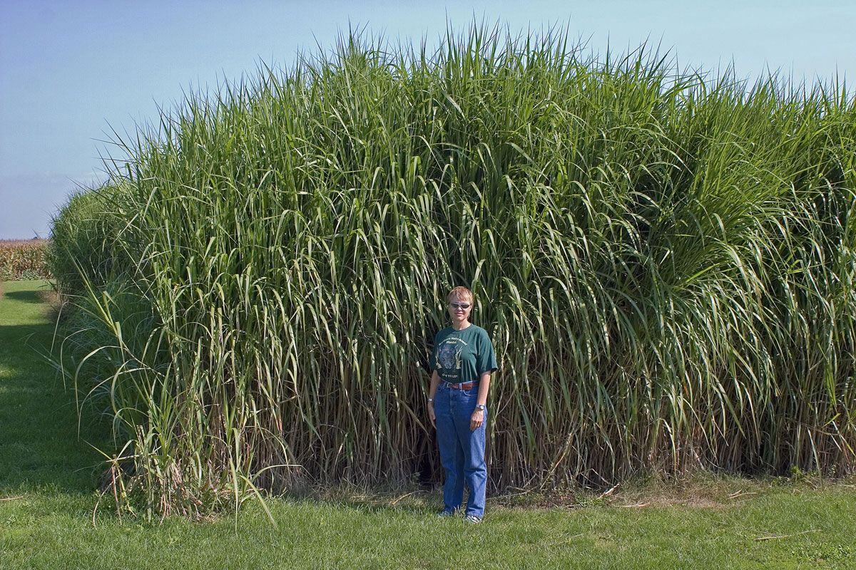 Miscanthus géant