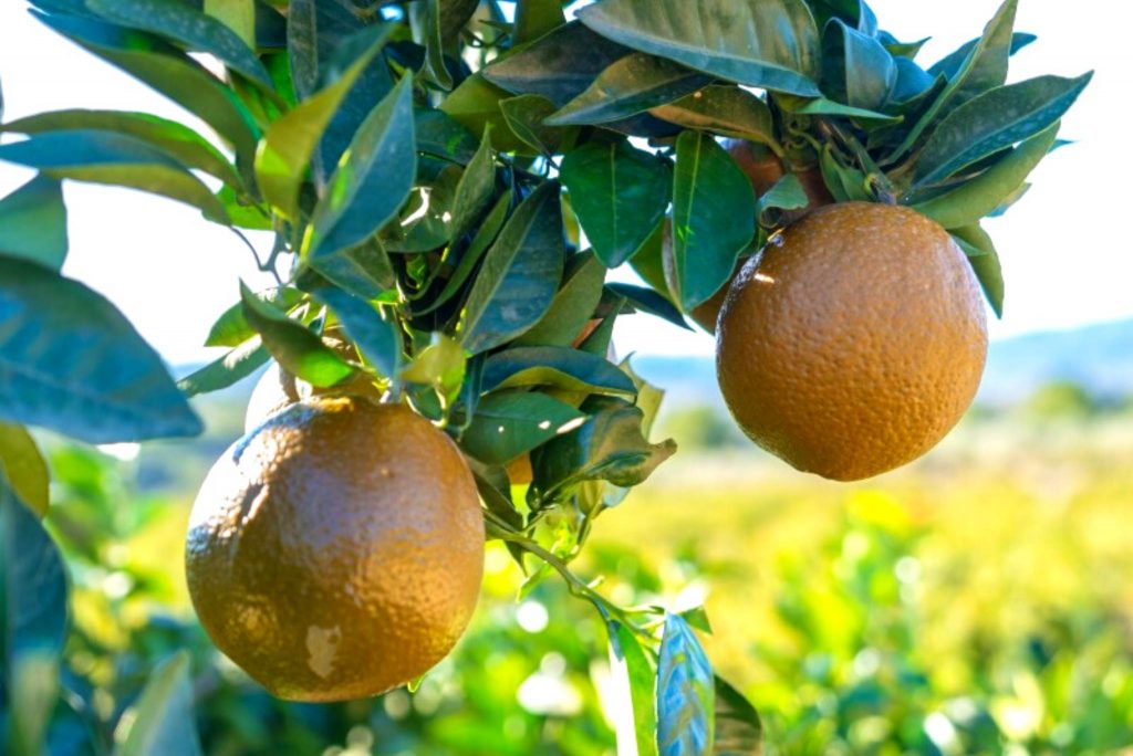 Oranger Navel Chocolate