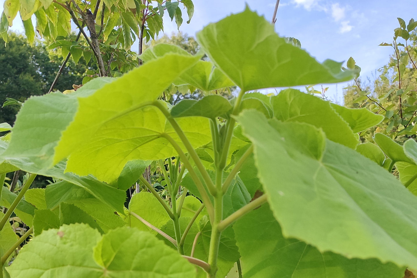 Paulownia, arbre impérial