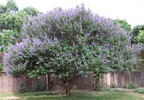 Gatillier, arbre aux poivres, poivre des moines