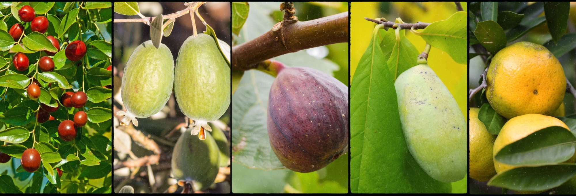 Jujubes, feijoas, figue, asimine et mandarines de la pépinière