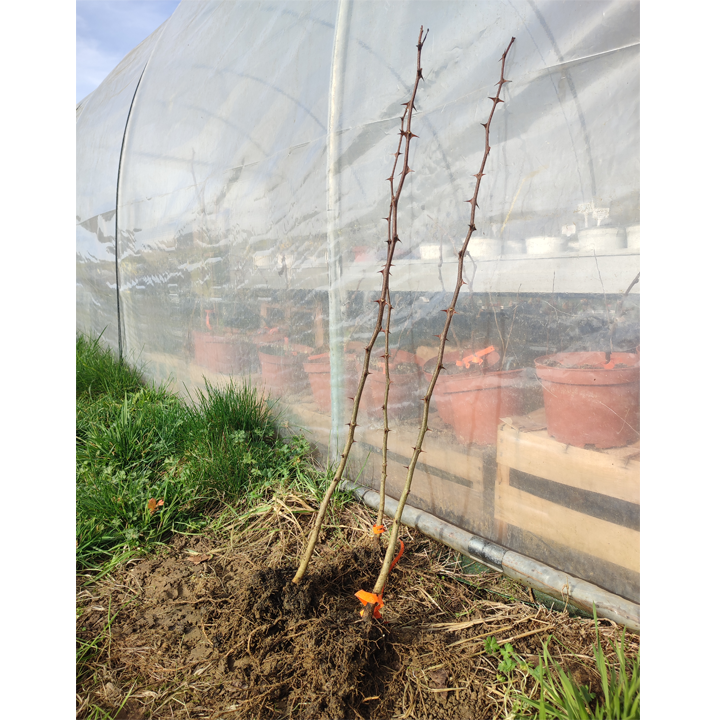 Racines nues et éclats de souche