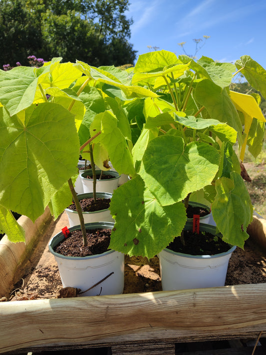 Paulownia, arbre impérial