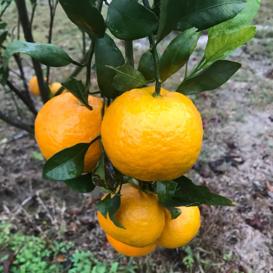 Mandarinier Satsuma Okitsu