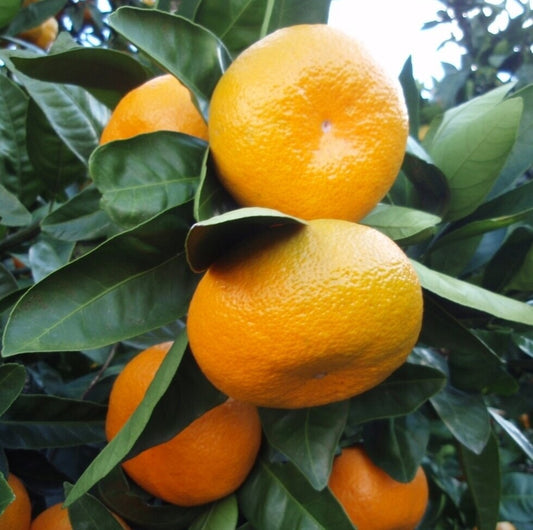 Mandarinier Satsuma Owari