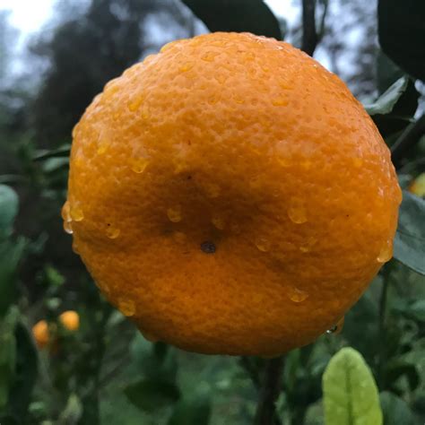 Mandarinier Satsuma iwasaki